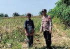 Polsek-Tarik-Dampingi-Petani-Jagung-di-Gampingrowo