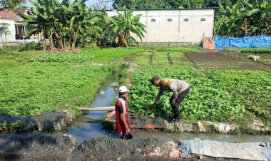 Warga-Desa-Semambung-Wonoayu-Sulap-Lahan-Kosong-Jadi-Kebun-Sayur,-Dukung-Program-Ketahanan-Pangan