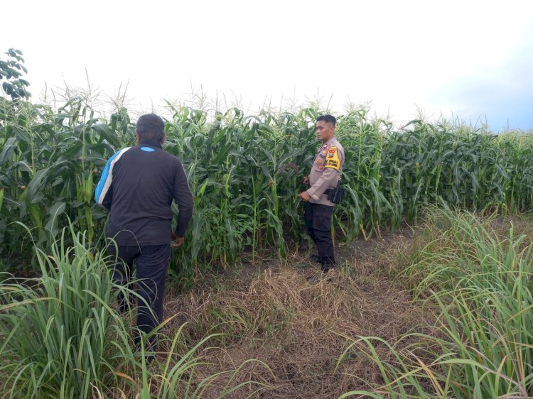 Polresta Sidoarjo Dorong Swasembada Pangan, Polisi Turun Langsung Dampingi Petani Jagung