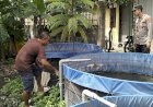 Polsek-Tulangan-Cek-Program-Ketahanan-Pangan-Budidaya-Ikan-Lele-di-Desa-Krembangan