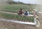 Bhabinkamtibmas-Desa-Bulang-Polsek-Prambon-bersama-Warga-Kompak-Jalankan-Program-Asta-Cita-Ketahanan-Pangan