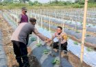 Kapolsek-Tarik-Dukung-Ketahanan-Pangan-Polresta-Sidoarjo-Turunkan-Bhabinkamtibmas-Cek-Lahan-Semangka
