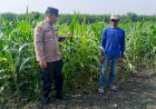 Polsek-Krembung-Dampingi-Petani-Kembangkan-Lahan-Jagung-untuk-Swasembada-Pangan