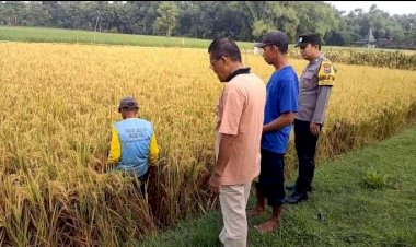 Gelorakan-Swasembada-Pangan-di-Ngawi,-Polisi-Gelar-Methil-Bersama-Petani