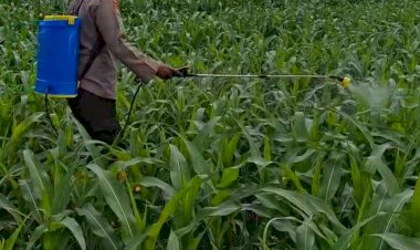 Kolaborasi-Polres-Pasuruan-Kota-dan-Gapoktan-Ubah-Lahan-Kering-9,7-Hektare-Jadi-Ladang-Jagung-yang-Subur