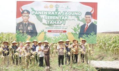 Wujudkan-Swasembada-Pangan,-Polresta-Sidoarjo-Panen-Raya-Jagung-Tahap-I