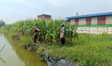 Polsek-Krian-Dukung-Ketahanan-Pangan,-Koordinasi-dengan-Warga-Desa-Ponokawan-untuk-Budidaya-Jagung