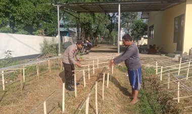 Gelorakan-Swasembada-Pangan-Polisi-Tanam-Cabe-di-Lahan-Polsek-Tamankrocok-Bondowoso