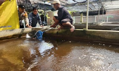 Sinergi-Warga-dan-Aparat-Desa-Ketajen-Wujudkan-Ketahanan-Pangan-Lewat-Budidaya-Ikan-Nila