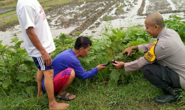 Implementasi-Ketahanan-Pangan,-Bhabinkamtibmas-Desa-Kemantren-Tinjau-Lahan-Pertanian-Terong