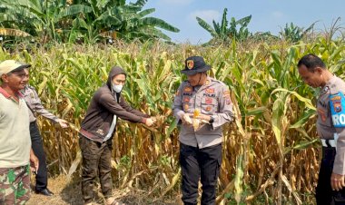 Kapolsek-Prambon-Tinjau-Lahan-Jagung-Siap-Panen