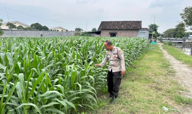 Bhabinkamtibmas-Desa-Simpang-Pantau-Lahan-Melon-dalam-Program-P2B-Polresta-Sidoarjo
